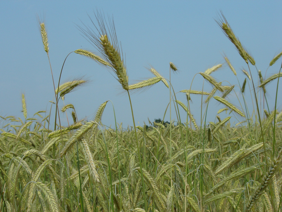 Roggen ist eine Vertreterin der Triticeae, einer Gruppe von Süßgräsern, die neben Roggen auch die verwandten Getreidearten Brotweizen und Gerste umfasst. (Foto: E. Bauer/ TUM)