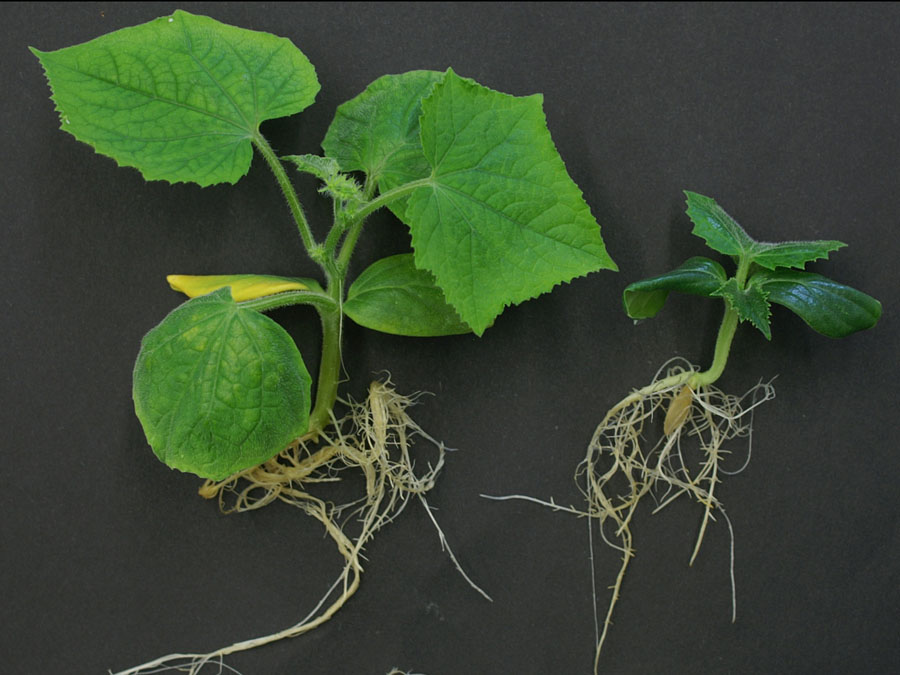 The photo shows just how important brassinosteroids are for the development of plants. A deficit of the plant hormone has disrupted growth in the cucumber plant on the right.