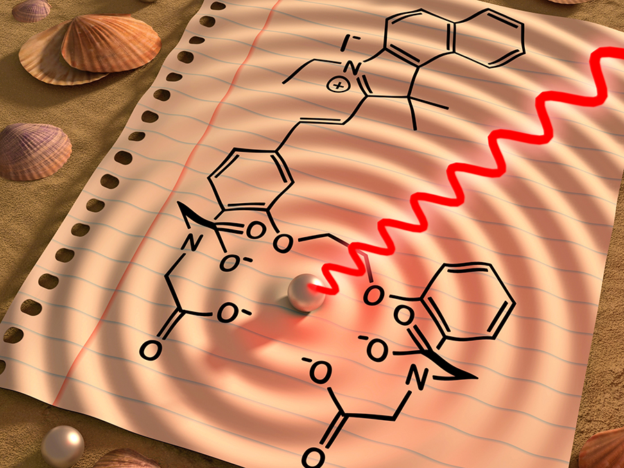 Calcium waves – a new sensor converts light to sound to visualize calcium fluxes in the body. (Image: B. van Rossum, G. Westmeyer / TUM)