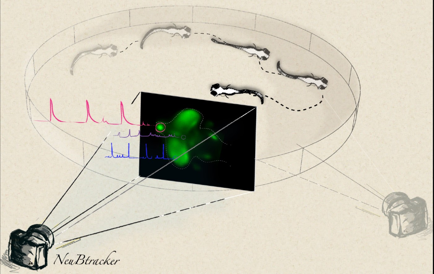 The new open-source microscope NeuBtracker makes it possible to observe neuronal activity during unrestrained behavior of zebrafish. (Image: A. Lauri / TUM)