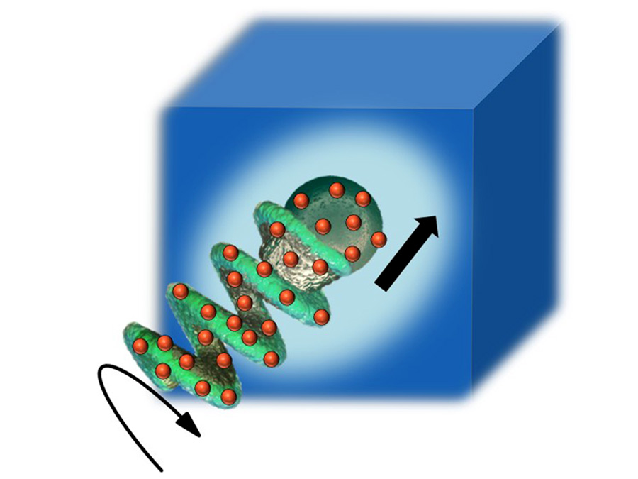 Der Enzym-beschichtete (rot markiert) Mikropropeller kann Mucus verflüssigen. (Bild: Debora Walker/MPI für Intelligente Systeme Stuttgart)