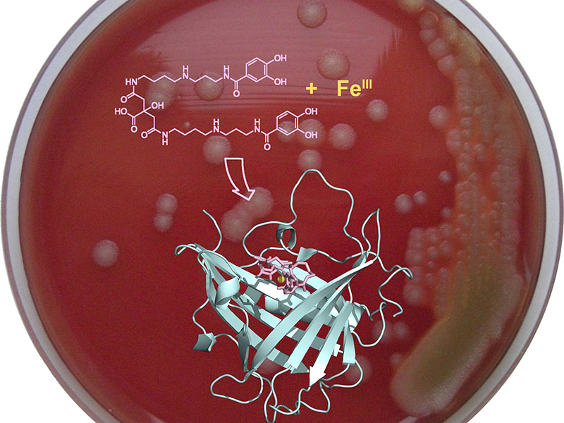 Scientists have developed an innovative strategy for preventing the anthrax bacterium from absorbing iron. (Image: Skerra / TUM) Scientists have developed an innovative strategy for preventing the anthrax bacterium from absorbing iron.