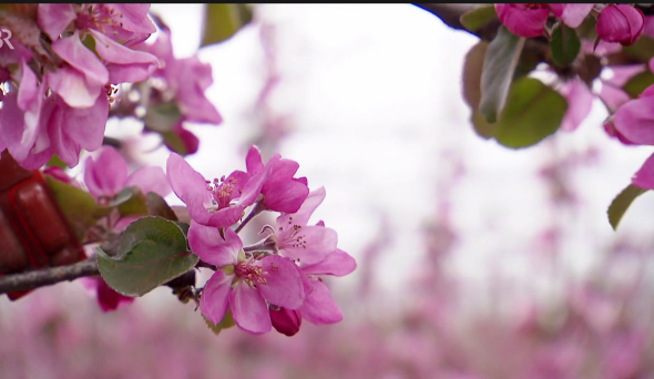 Eine frühe Blüte in Verbindung mit Spätfrösten kann die Apfel- oder Pflaumenernte erheblich reduzieren. (Screenshot)