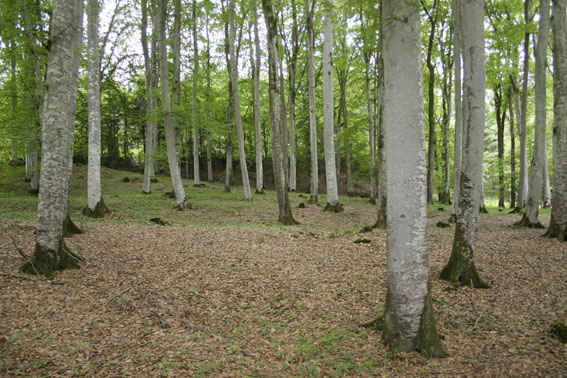Durch Trockenheit können Wälder gefährdet werden. (Foto: Ralf Rosin / TUM) Durch Trockenheit können Wälder gefährdet werden. (Foto: Ralf Rosin / TUM)