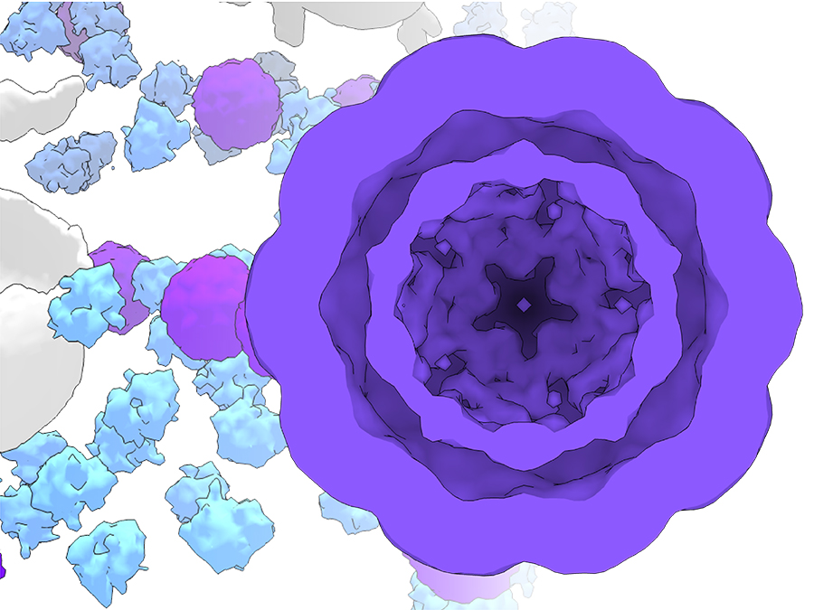 Modifziertes Cryo-Elektronenmikroskopbild von genetisch programmierten molekularen Werkstätten in lebendigen Zellen. (Bild: P. Erdmann / Max-Planck-Institut für Biochemie)