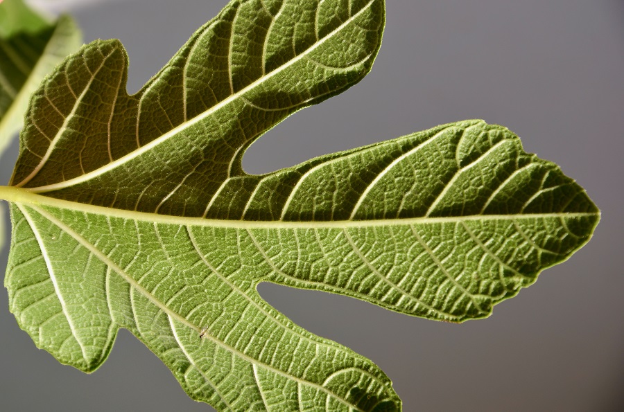 Conductive tissues such as leaf veins of this fig leaf run through the entire plant body and supply it with water and salts from the soil. (Photo: C. Schwechheimer/ TUM)