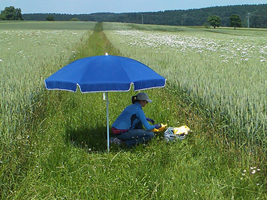 Eine Wissenschaftlerin sammelt Regenwürmer im Grasstreifen zwischen zwei Feldern.