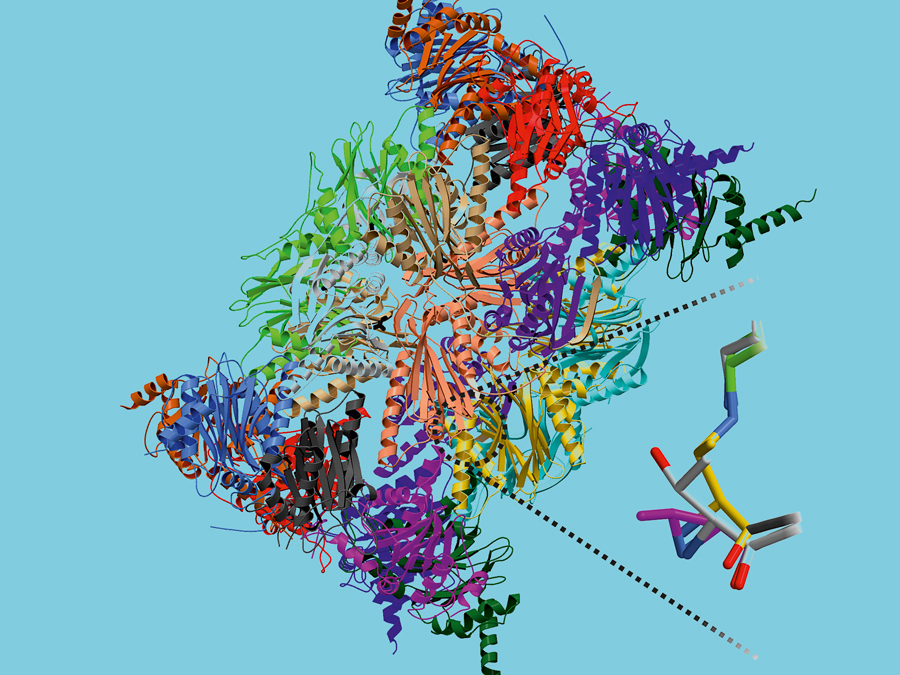 Crystal structure of the immunoproteasome. (Photo: Department of Biochemistry / TUM) Crystal structure of the immunoproteasome. (Photo: Department of Biochemistry / TUM)
