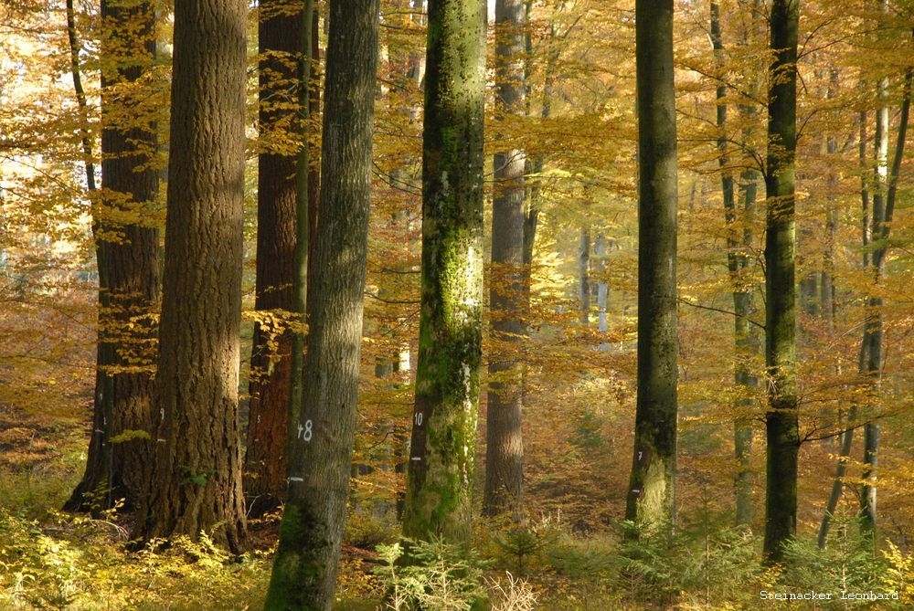 Untersuchungsfläche im Mischwald mit Douglasien, Tannen und Buchen im bayerischen Flachland. (Foto: Leonhard Steinacker/ TUM)