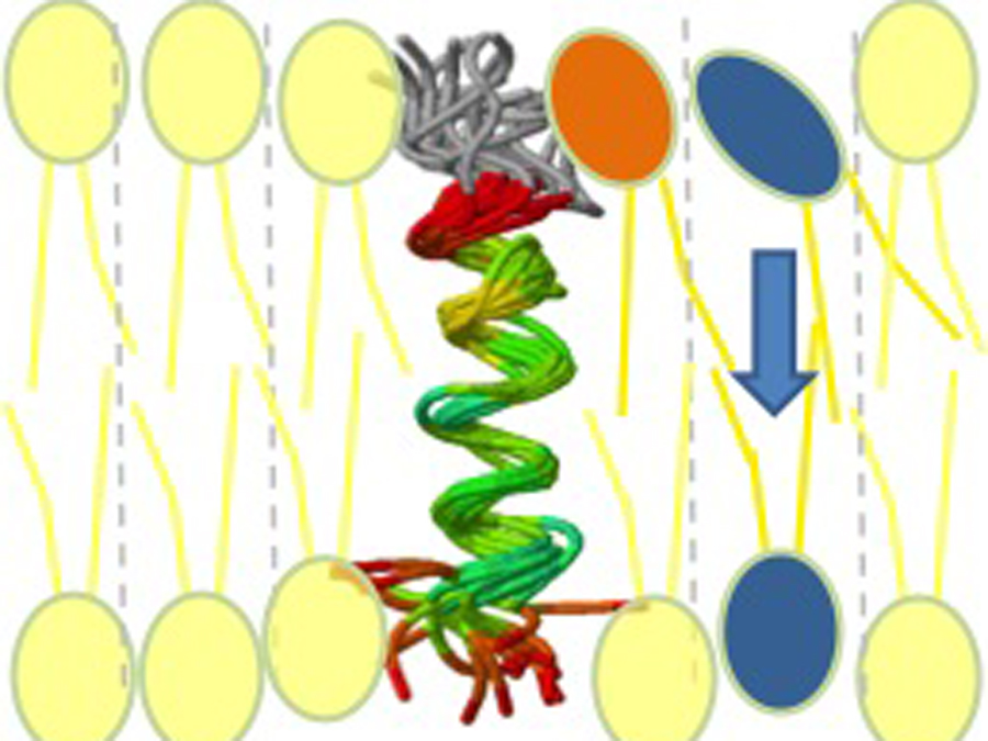 Wenn das schraubenförmige Peptid ein Fettmolekül bindet, kann das neu gebildete Phospholipid durch die erste in die zweite Membranschicht schlüpfen. (Grafik: D. Langosch et al./Chemistry & Biology, Volume 20, 24 January 2013)