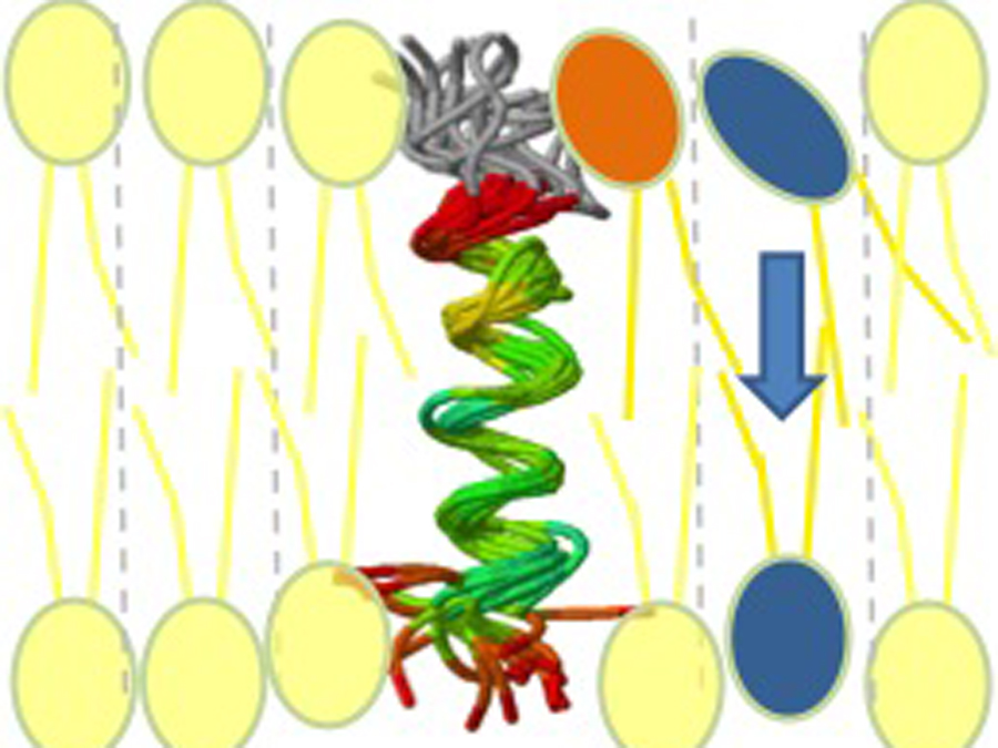 With the corkscrew-shaped peptide binding a lipid molecule, the newly formed phospholipid can slip through the first membrane layer into the second.