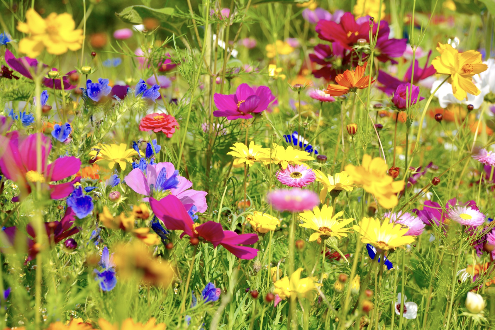 Wiesen wie diese sind Lebensräume für Fluginsekten, jedoch verschwinden immer mehr Wildblumen und damit die Habitate für besondere Insekten. Zurück bleiben anspruchslose Generalisten. (Bild: fotolia / S.H.exklusiv)