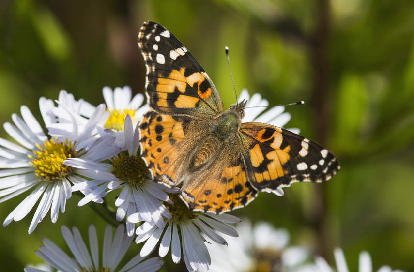 Ein Diestelfalter auf der Suche nach Nektar. (Foto: designpicspremium / fotolia)