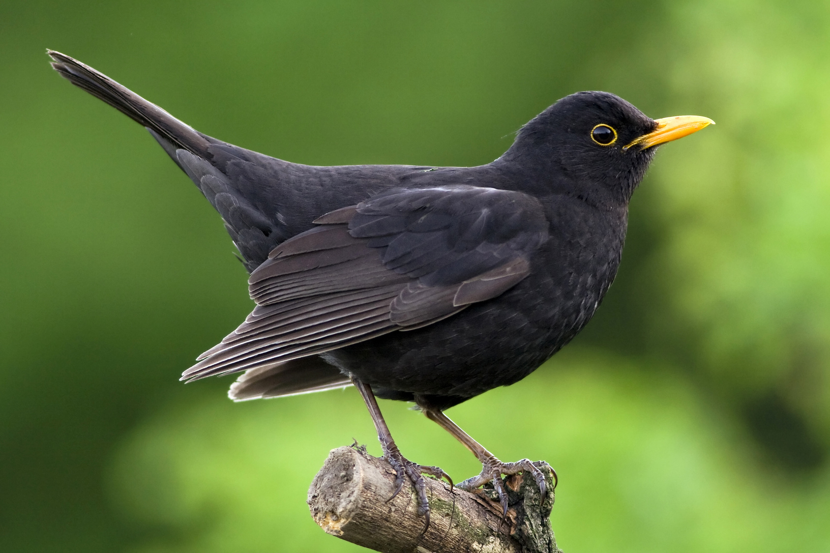 Birds can hear without the need for external ears – and now a TUM research team has found out how.