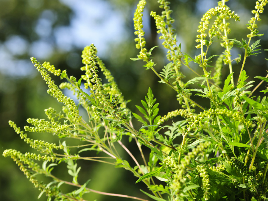 Die Blüte des Beifußblättrigen Traubenkrauts verbreitet einen hochallergenen Pollen. (Foto: Elenathewise / fotolia.de) Die Blüte des Beifußblättrigen Traubenkrauts verbreitet einen hochallergenen Pollen. (Foto: Elenathewise / fotolia.de)