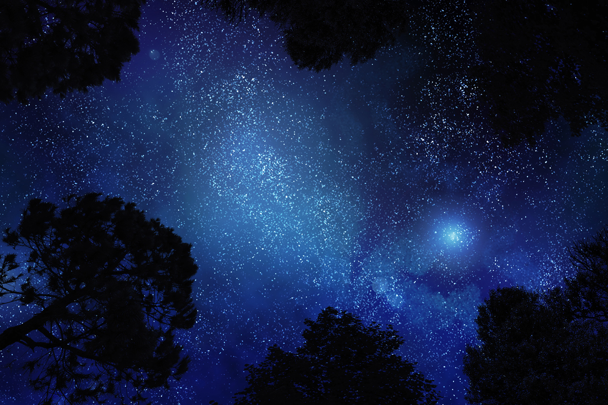 Starry sky through trees.