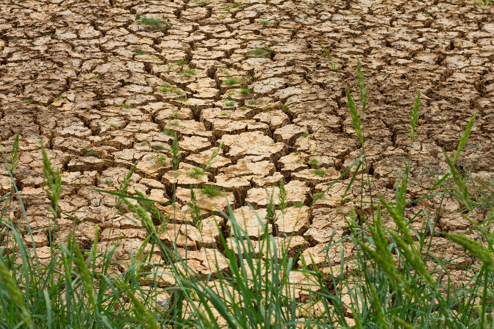 Immer häufiger liegen die Temperaturen über dem Optimum fürs Pflanzenwachstum – wie diesen Sommer, was die Humusbildung und Bodenqualität verschlechtert. (Bild: Fotolia)