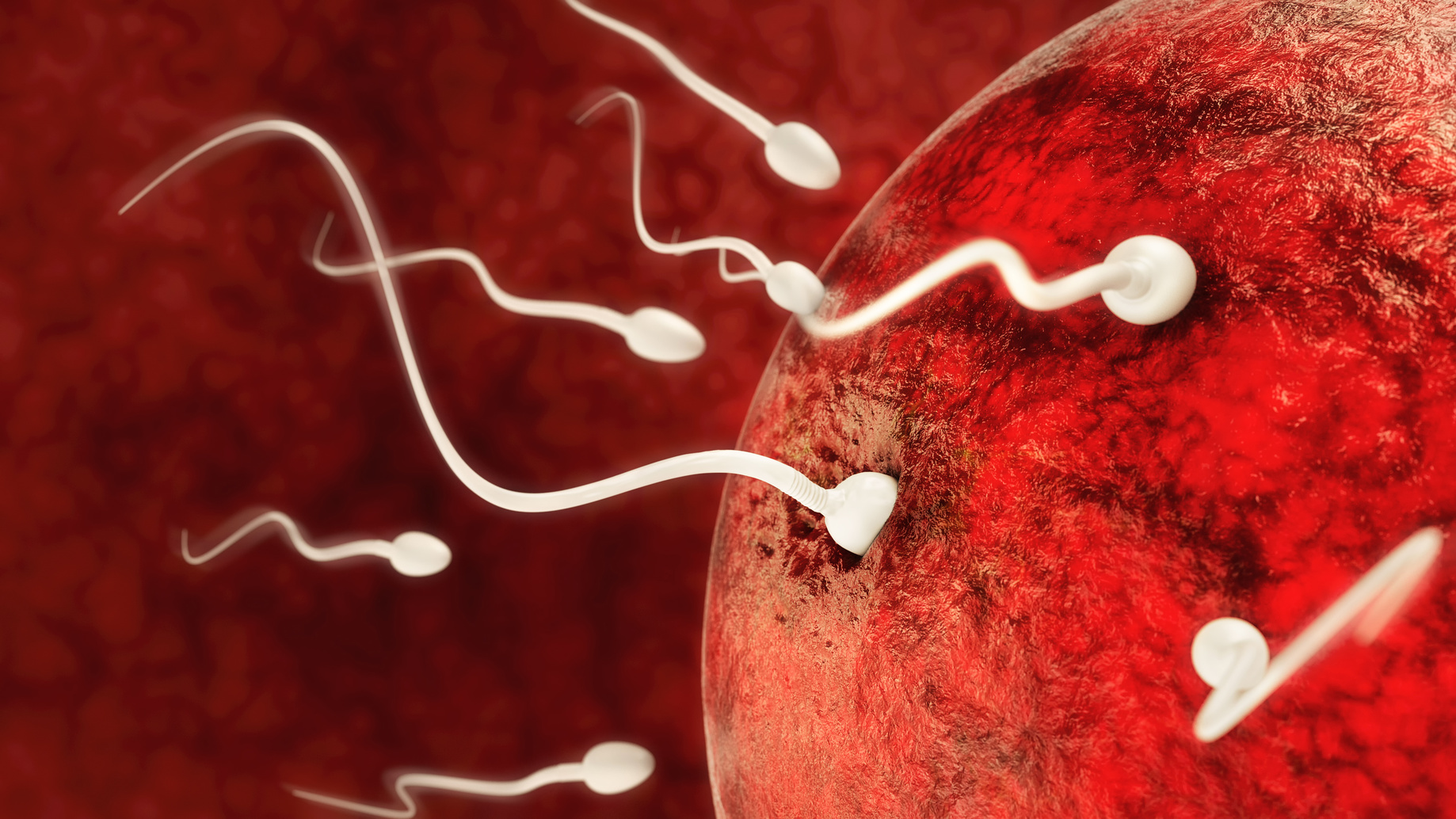 Sowohl Eizellen als auch Spermien können epigenetische Information weitergeben, was bei der aktuellen Studie insbesondere bei den weiblichen Nachkommen zu einer starken Fettleibigkeit führte. (Foto: Fotolia/ Crevis) Sowohl Eizellen als auch Spermien können epigenetische Information weitergeben, was bei der aktuellen Studie insbesondere bei den weiblichen Nachkommen zu einer starken Fettleibigkeit führte. (Foto: Fotolia/ Crevis)