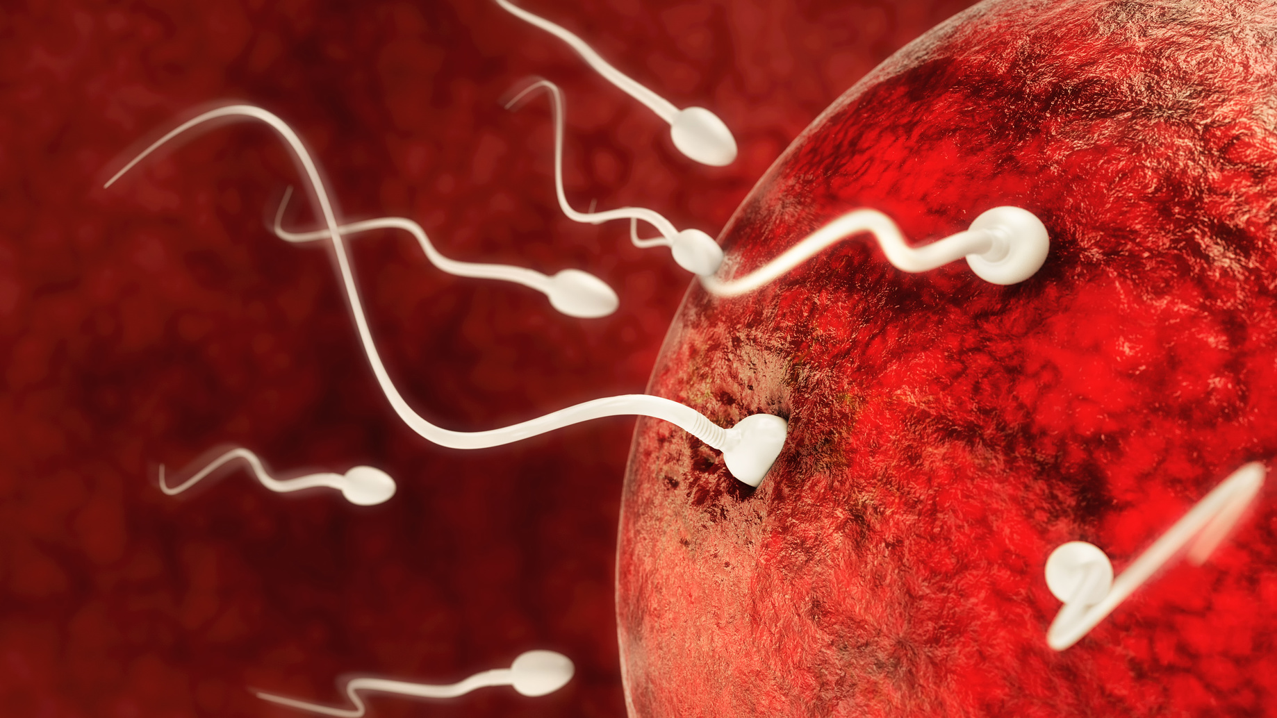 “The results showed that both oocytes and sperm passed on epigenetic information, which particularly in the female offspring led to severe obesity,” said Prof. Johannes Beckers. (Photo: Fotolia/ cervis)