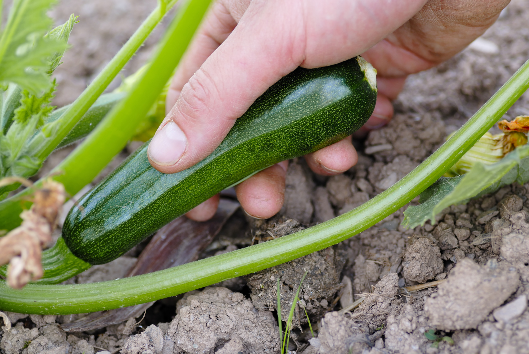 Zucchini aus dem eigenen Garten, die sehr bitter schmecken, können gefährliche Stoffe enthalten. (Foto: Swellphotography/ Fotolia)
