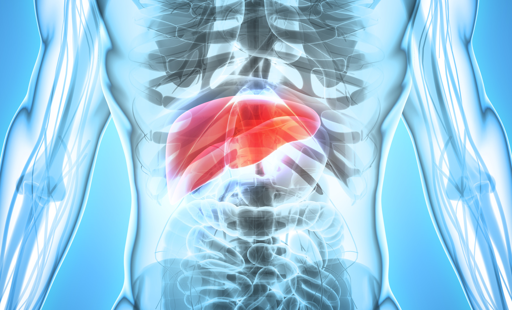 The treatment of liver disease in the final stage is the liver transplantation. But the number of donated livers is limited. A main goal of regenerative medicine is therefore to produce human tissues that form functioning three-dimensional liver diverticu The treatment of liver disease in the final stage is the liver transplantation. But the number of donated livers is limited. A main goal of regenerative medicine is therefore to produce human tissues that form functioning three-dimensional liver diverticuli. (Photo: Fotolia/Yodiyim)
