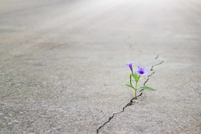 Eine Blume wächst aus dem Riss in einer Asphaltstraße.