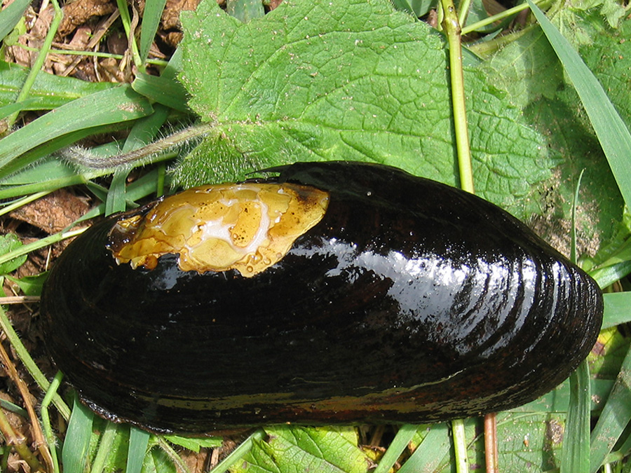 Die vom Aussterben bedrohte Flussperlmuschel (Margaritifera margaritifera). Von den knapp 70 in Deutschland existierenden Beständen gab es nur in zweien innerhalb der vergangenen 50 Jahre genügend Nachwuchs, um den Fortbestand zu sichern. Die Art hat es damit nur ihrem hohen Alter – sie wird weit über 100 Jahre alt – zu verdanken, dass sie bei uns noch nicht ausgestorben ist. (Foto: TUM/ Geist)