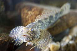 Kessler gobies and other goby species from the Black Sea originally came to Bavaria via the ballast water of the ships and are today strongly represented in the Danube and Main rivers.  (Picture: J. Geist/ TUM)