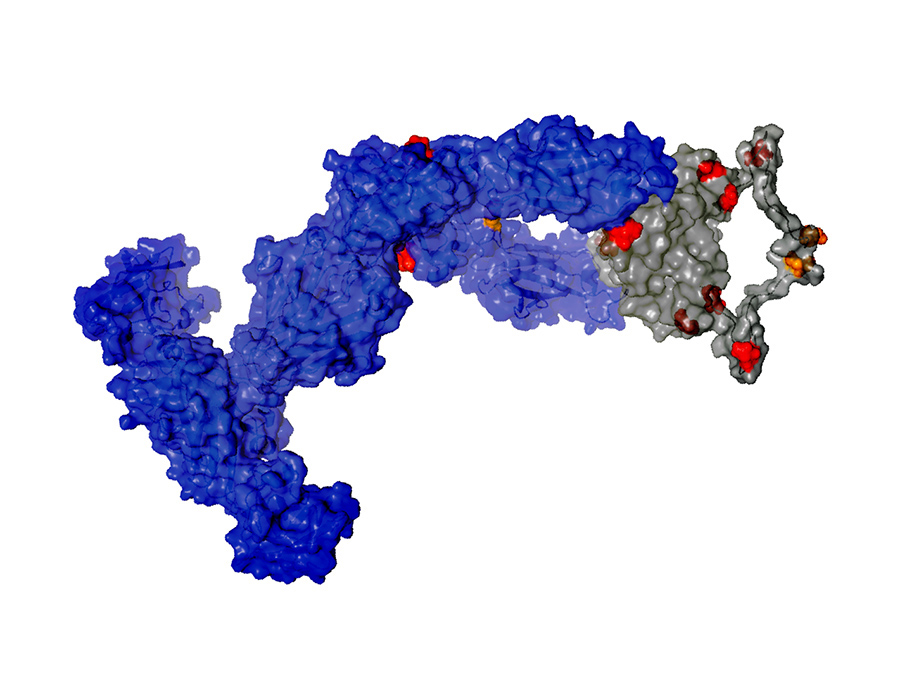 Structural model of the IgNAR shark antibody – Image: Janosch Hennig, TUM/Helmholtz Zentrum