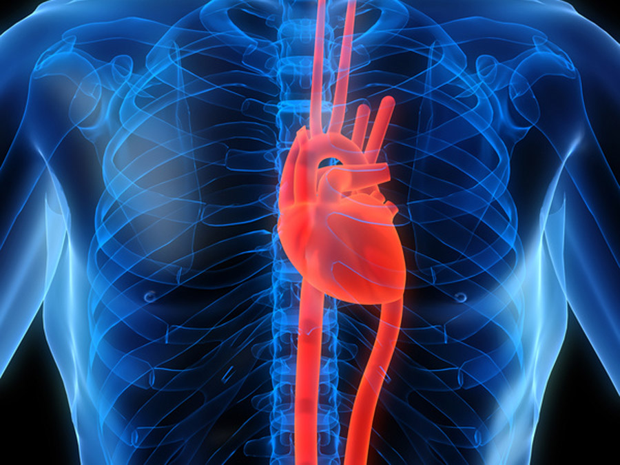 Mit neuer Technik können künstliche Herzklappen ohne Operation in das Herz eingebracht werden. (Bild: Fotolia)