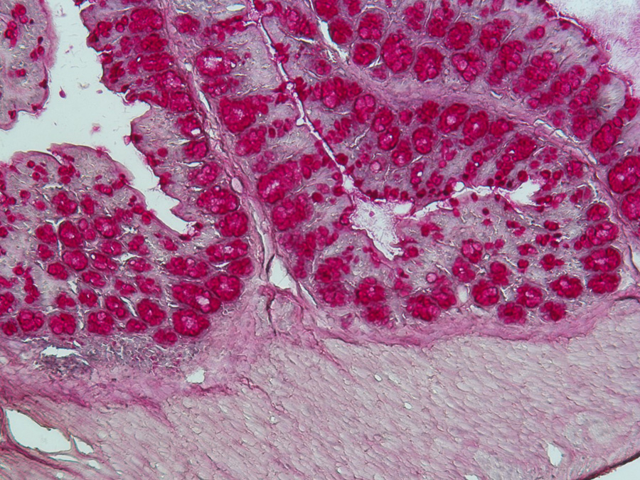 The intestinal microbiota (shown here is a histological staining of a colon section) is significantly influencing the immune system of the host. (Picture: Caspar Ohnmacht / ZAUM)