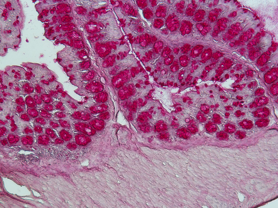 Die Mikrobiota im Darm (hier eine histologische Färbung eines Darmquerschnitts) beeinflusst maßgeblich das Immunsystem des Wirts. (Bild: Caspar Ohnmacht / ZAUM)