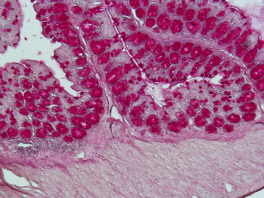 Die Mikrobiota im Darm (hier eine histologische Färbung eines Darmquerschnitts) beeinflusst maßgeblich das Immunsystem. (Bild: Caspar Ohnmacht / ZAUM) Histologische Färbung eines Darmquerschnitts