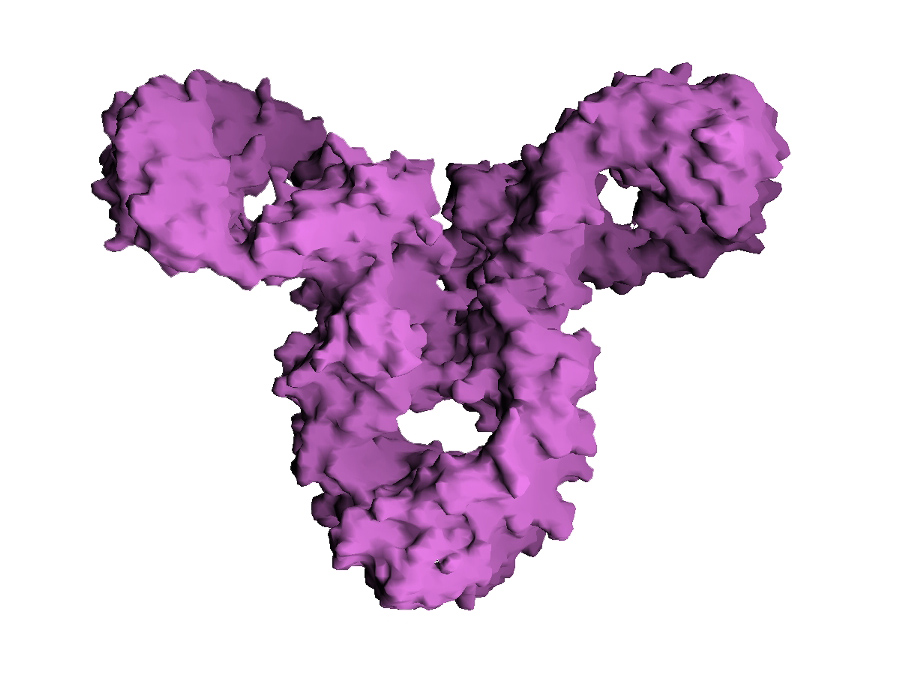 Typische Y-Form eines Immunglobulin G. (Bild: Gareth White / PROTEINS, Structure, Function and Genetics / CC 2.0)