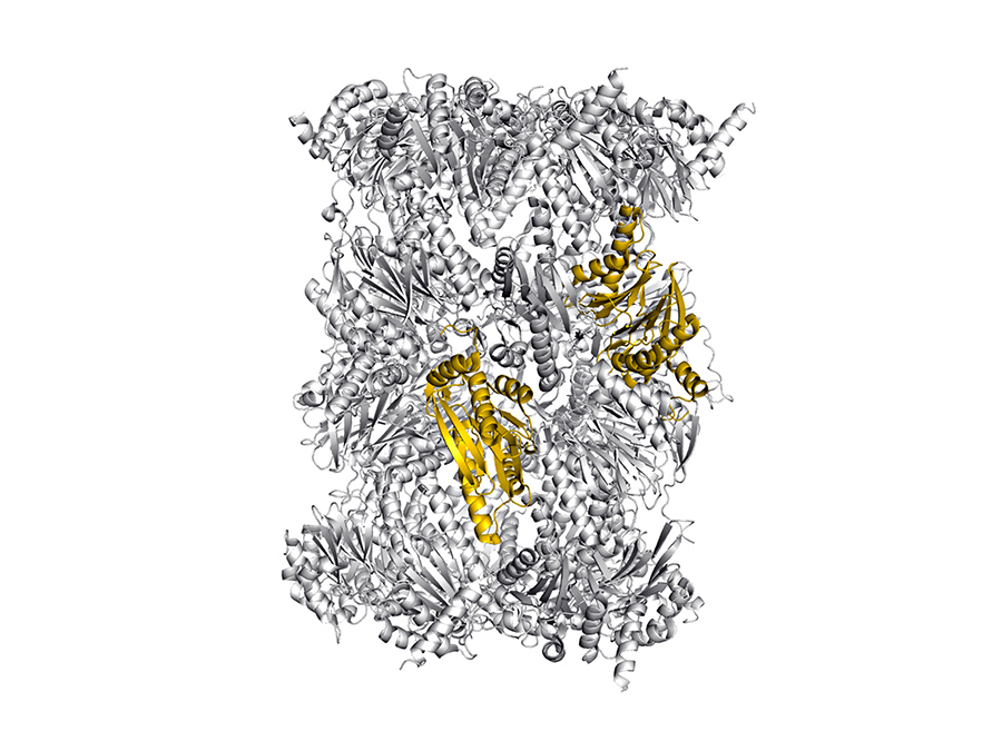 Structure of the immunoproteasome - colored: potential sites for selective blockade of the immunoproteasome - Image: Eva Huber / Michael Groll / TUM