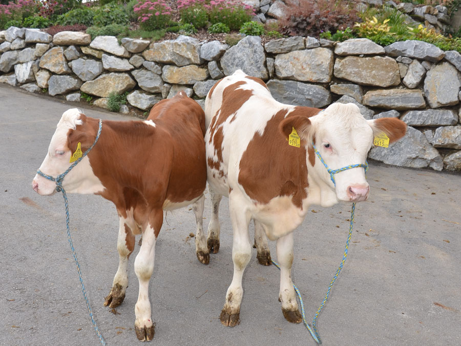 Two 19-week-old calves: the one on the left carries the genetic defect resulting in stunted growth, while the one on the right exhibits normal development