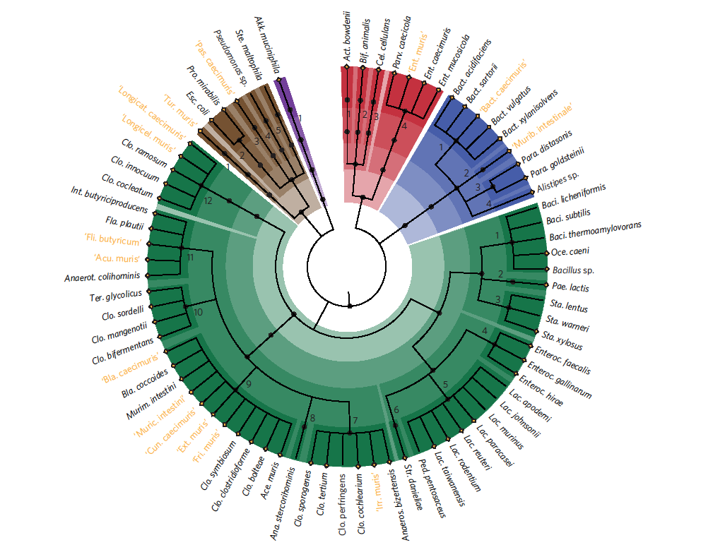 The picture shows the 76 different species included in the miBC collection, including 15 hitherto unknown taxa. (Source: Nature Microbiology)