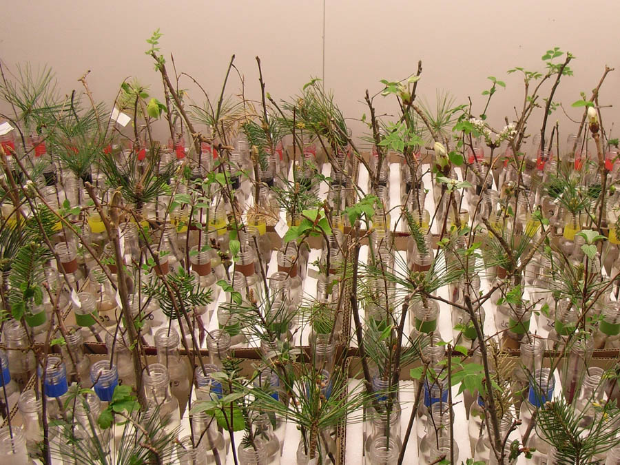 In einer Klimakammer untersuchten die Wissenschaftler Zweige bei unterschiedlichen Temperaturen und Lichtbedingungen. (Bild: J. Laube/TUM)In einer Klimakammer untersuchten die Wissenschaftler Zweige bei unterschiedlichen Temperaturen und Lichtbedingungen. In einer Klimakammer untersuchten die Wissenschaftler Zweige bei unterschiedlichen Temperaturen und Lichtbedingungen.