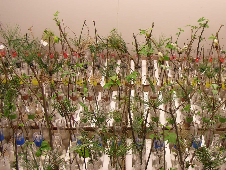 In a climate chamber scientists studied twigs at different temperature and light conditions.