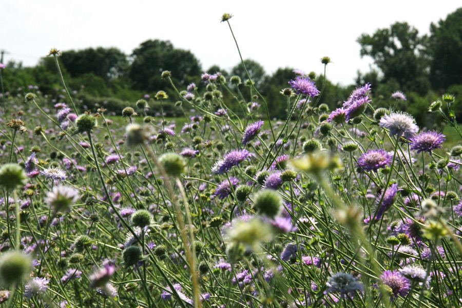 Bluebottons (Knautia arvensis) show genetical diversity between the North and the South of Germany and also in their regional adaptation. (Photo: Walter Durka)