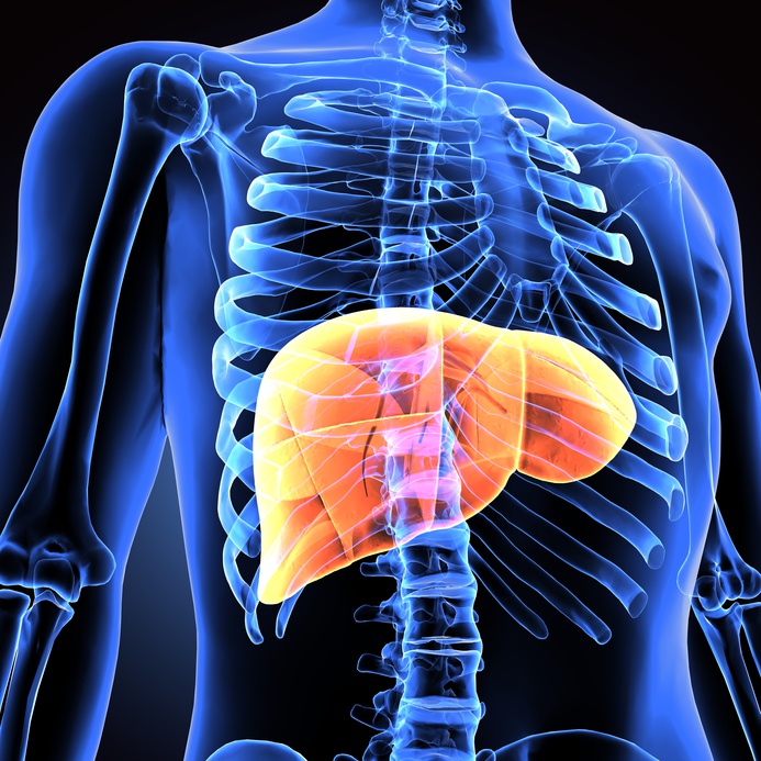 Auch wenn der Blutzuckerspiegel stabil ist, haben manche Menschen mit Diabetes ein höheres Risiko für Gefäßkrankheiten. Ein Auslöser können Entzündungsvorgänge in der Leber sein. (Bild: Fotolia) Computergrafik einer Leber.
