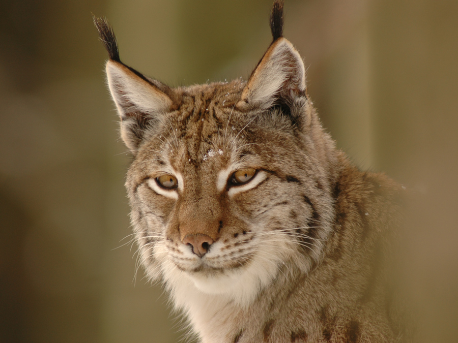 Lynx still live in isolated populations in Central Europe.