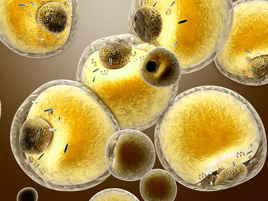 Grafische Darstellung von Fettzellen im menschlichen Körper. (Image: Shutterstock)