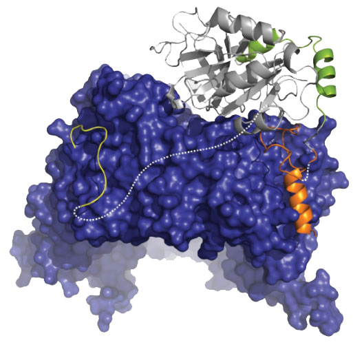 Struktur eines mit modernsten NMR Verfahren untersuchten Proteinkomplexes, der den Transport von Proteinen mit einer spezifischen Signalpeptidsequenz (orange) vom Zellkern ins Zytoplasma vermittelt.