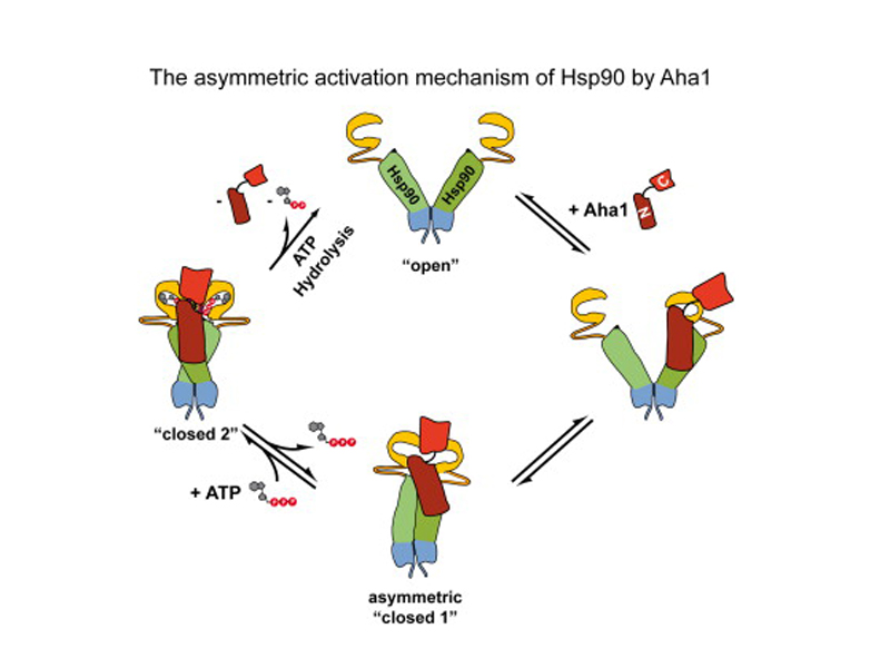 Die ungewöhnliche asymmetrische Aktivierung von Hsp90.