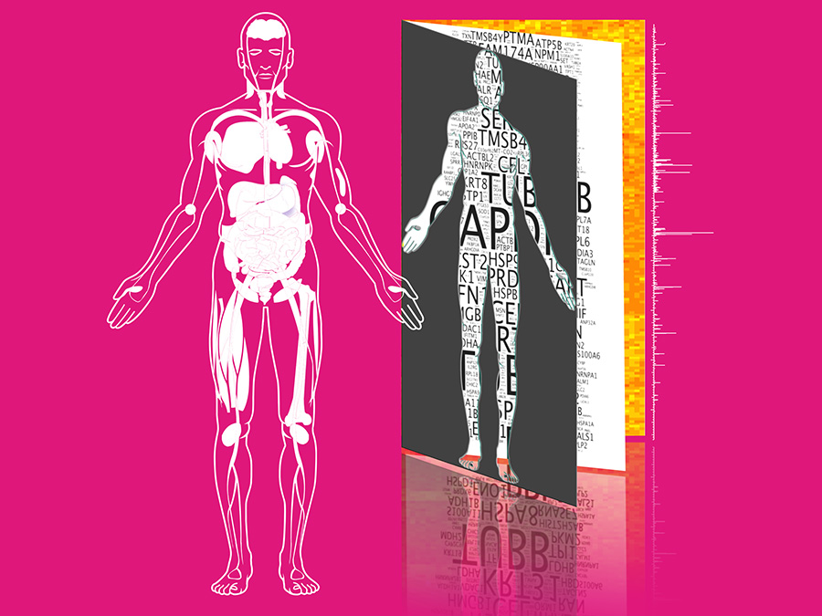 TUM researchers generated a first comprehensive map of the all proteins in the human body and made it available via the database ProteomicsDB.