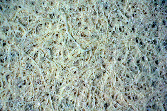 The team used conventional laboratory filter paper as a structural template due to its long fibers and the stable structure. (Photo: Institute for Complex Systems /Rome)