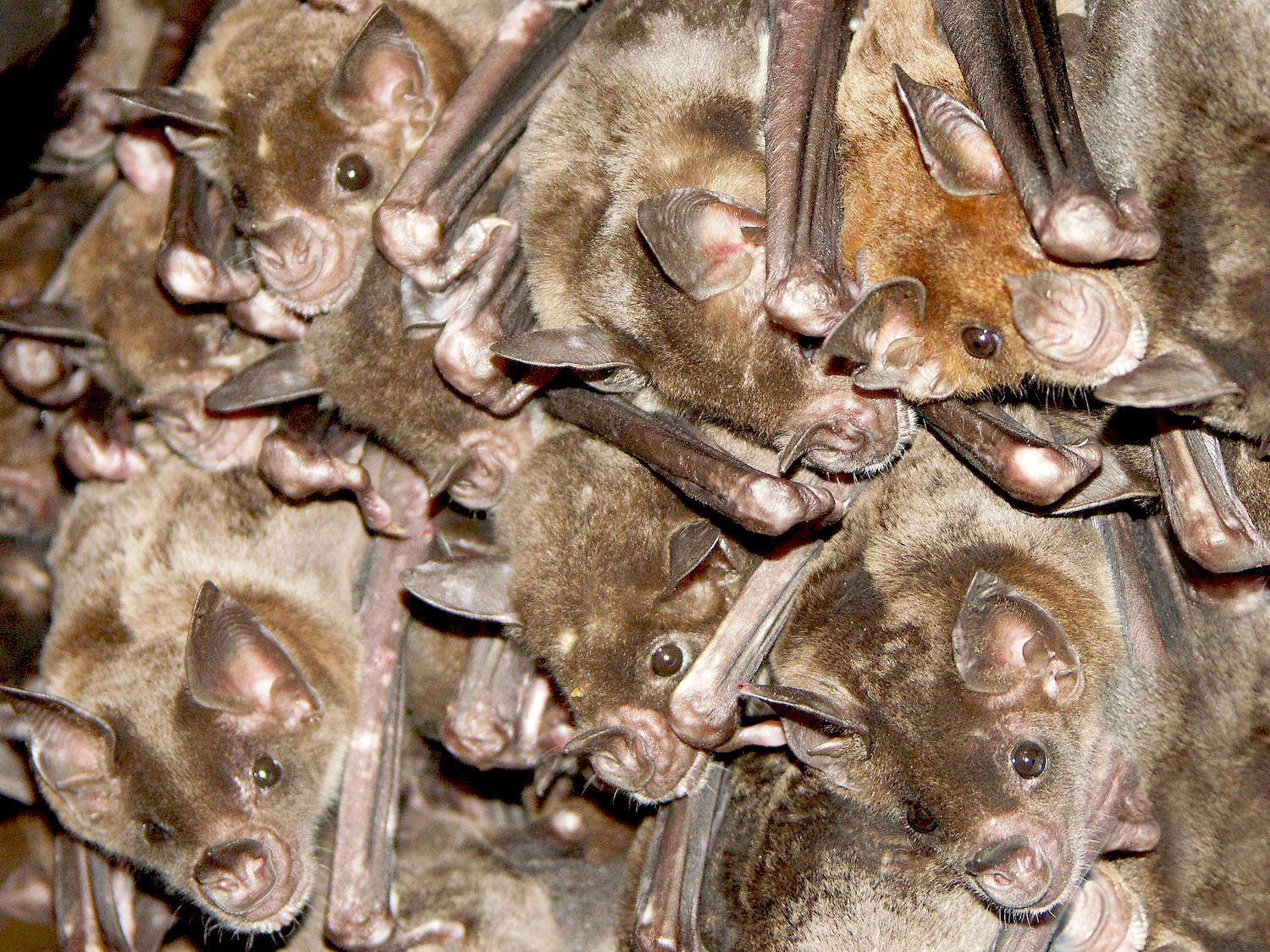 Dr. Uwe Firzlaff and his team investigated spatial orientation among the pale spear-nosed bat.