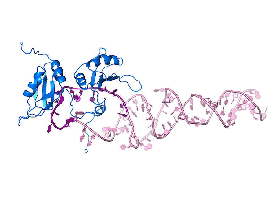 Das Protein (blau) erkennt die pri-miR18a (pink) und formt deren Struktur zur fertigen miRNA. (Bild: H. Kooshapur / TUM)