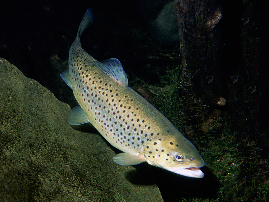 Brown trout (Image: Eric Engbretson for U.S. Fish and Wildlife Service)